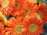 oranje kroningsdag koninginnedag