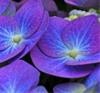 Kaart maken met Hortensia bloemetjes