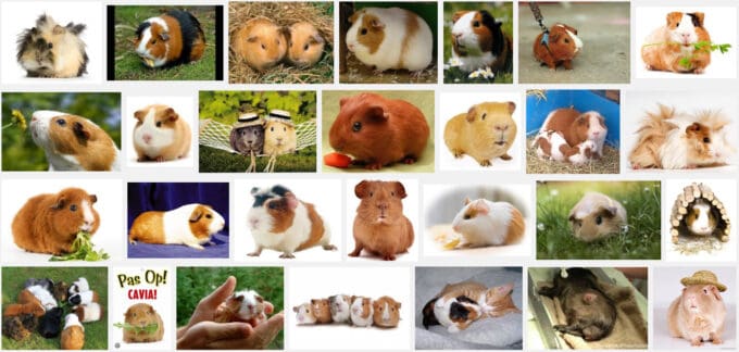 cavia, bron: google.nl