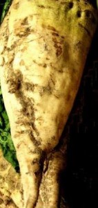 sint maarten suikerbiet voederbiet uithollen traditionele lampion