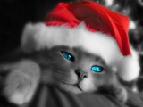 kerst nieuwjaar wens 2011