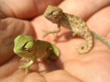 reptielen houden een andere hobby