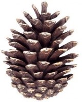 creatief met dennenappels