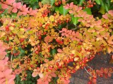 herfst 2012 b