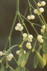 creatief met maretak en mistletoe