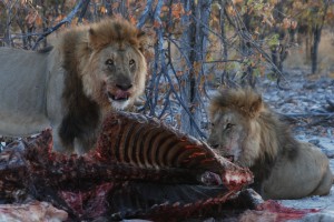 Safariparken in Afrika 1