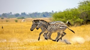 Zebras running