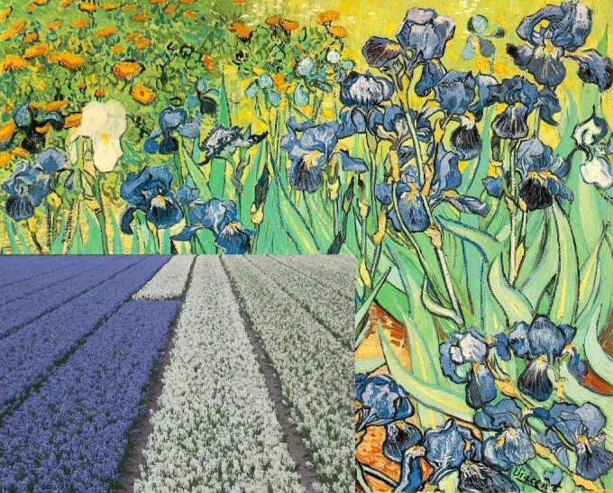 Keukenhof Van Gogh Irissen