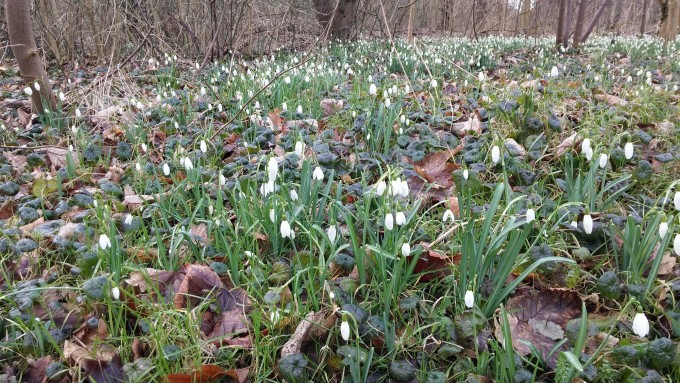 sneeuwklokjes in de lente