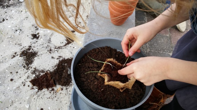 moestuin kruidentuin zaaien en verpotten