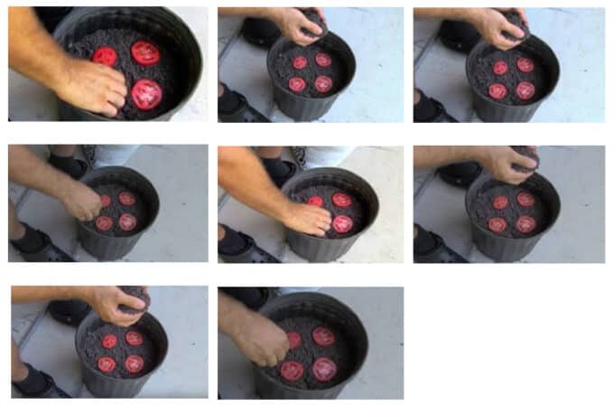 Tomaten plantjes kweken met 1 tomaat