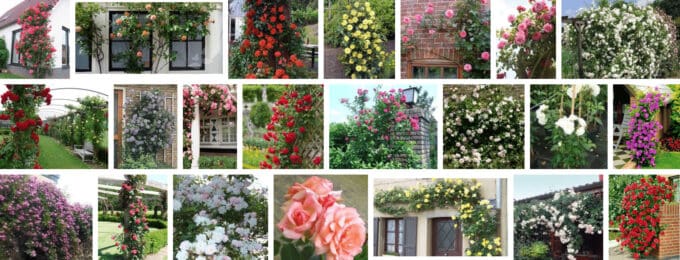 Hoe klimroos maandenlang laten bloeien