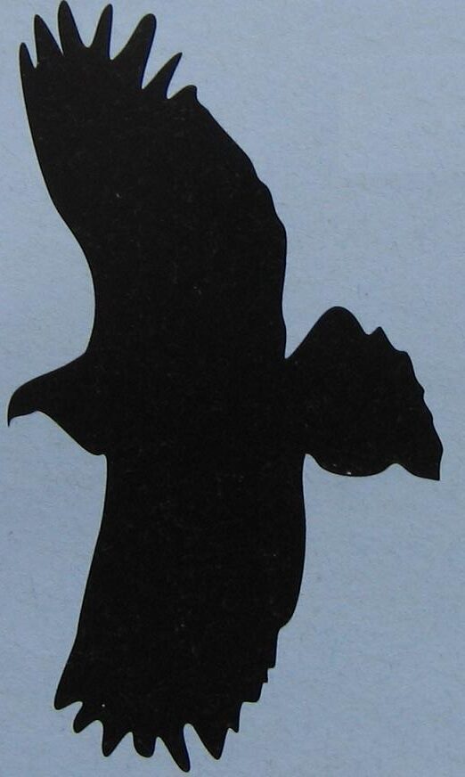 silhouette vliegende arend