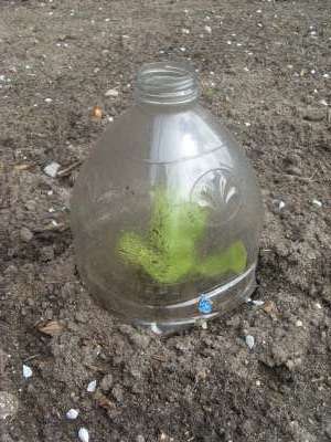 Plastic fles gebruiken als klein kasje en plantenbakje / BRON: plantaardig.com-telen-zonder-kas