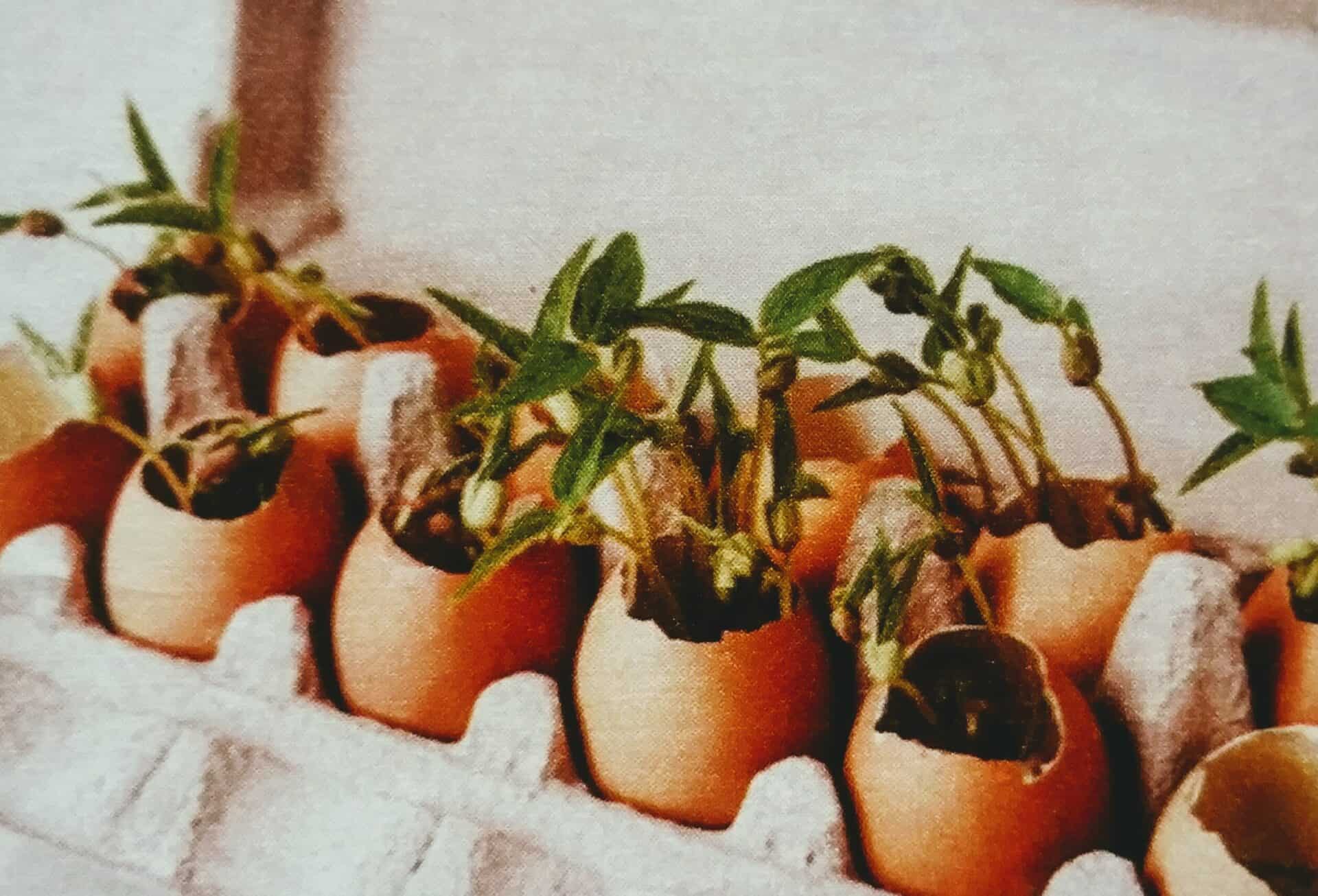 Zaden ontkiemen in eierdopjes en eierdoos Hobby.blogo.nl